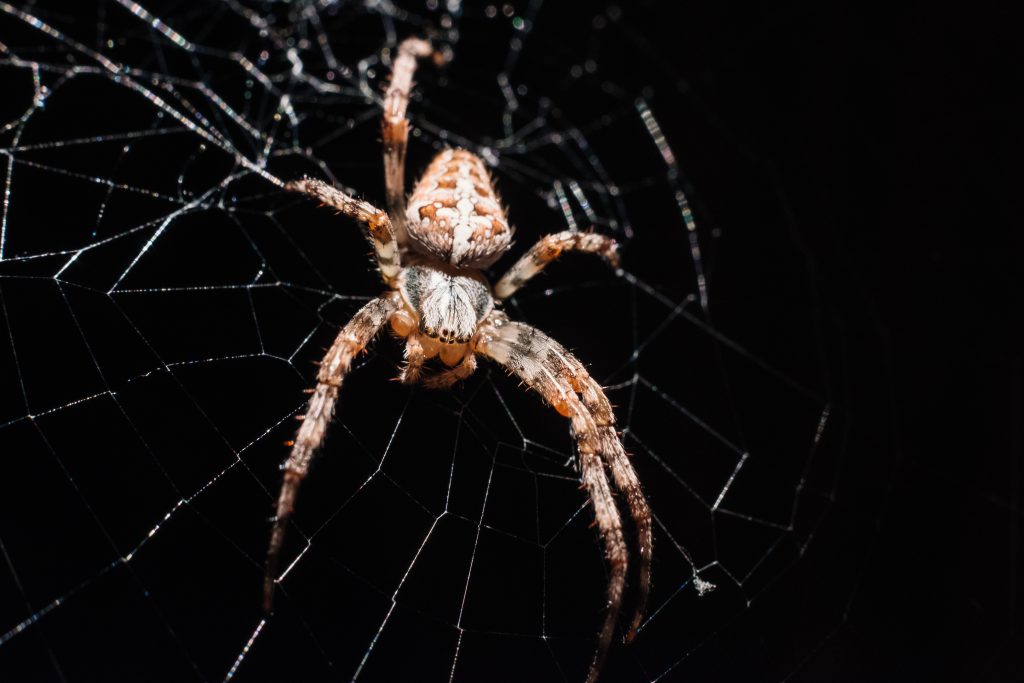 Spider on its web closeup 2 - free stock photo