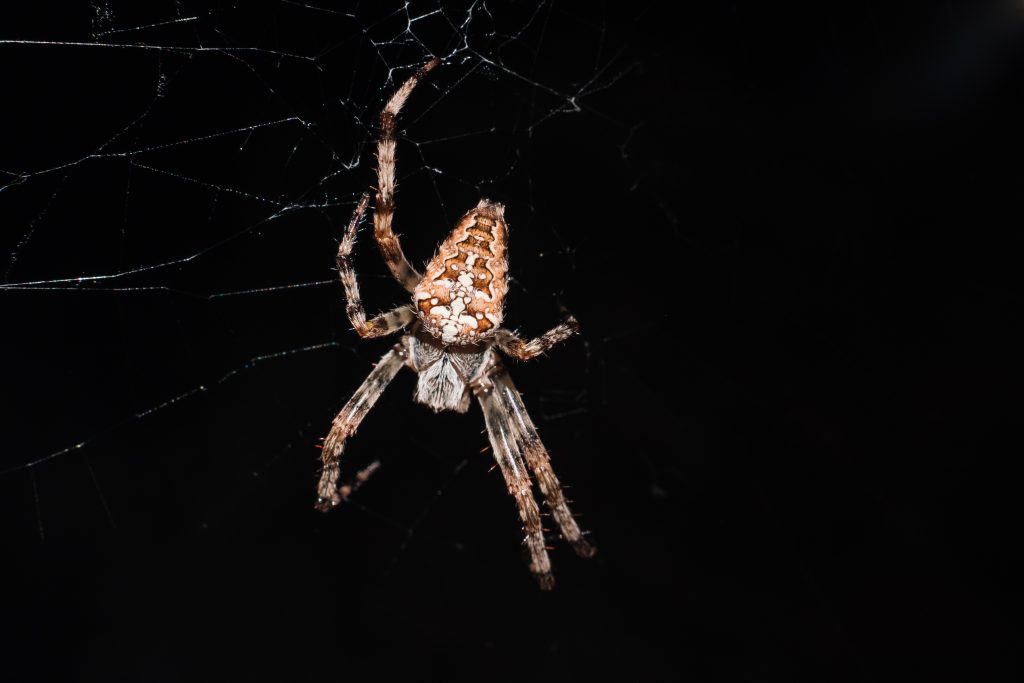 spider on its web closeup 3 1024x683 - 4 New Age Ways To Analítica Web Para Tu Empresa