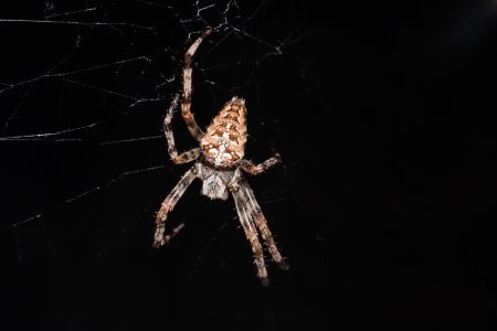 Spider on its web closeup 3 - free stock photo