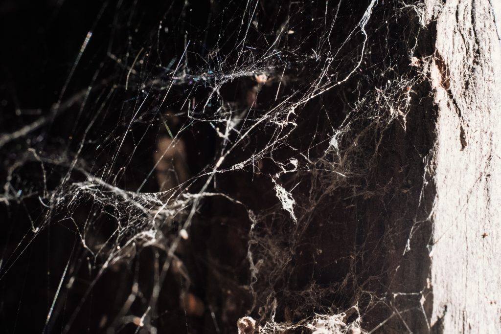 spider_webs-1024x683.jpg