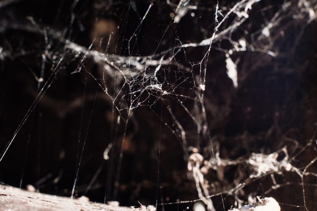 Spider webs 2 - free stock photo