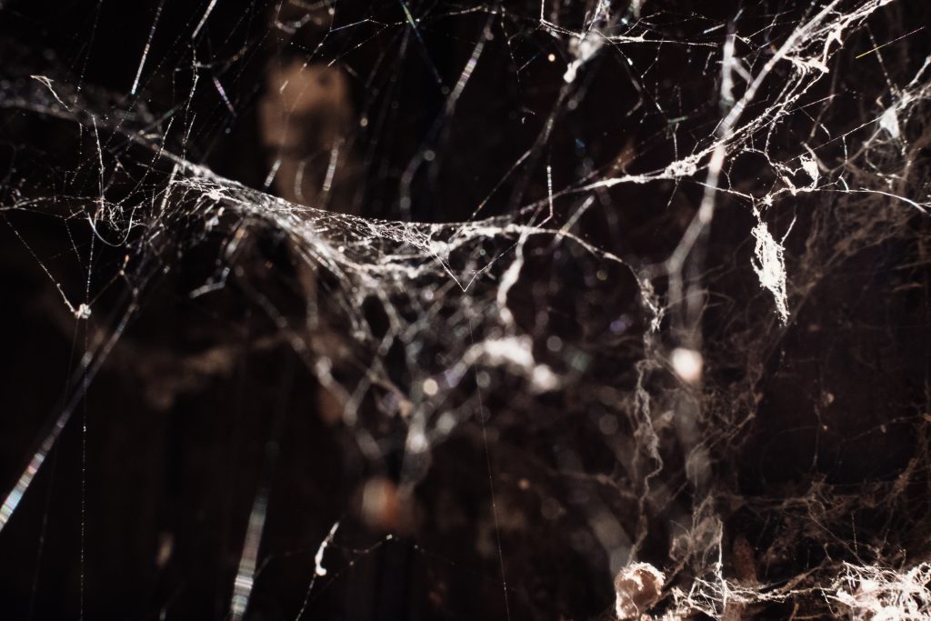 Spider webs 3 - free stock photo