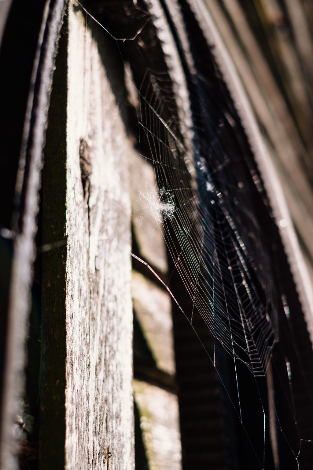 Spider’s web 2 - free stock photo