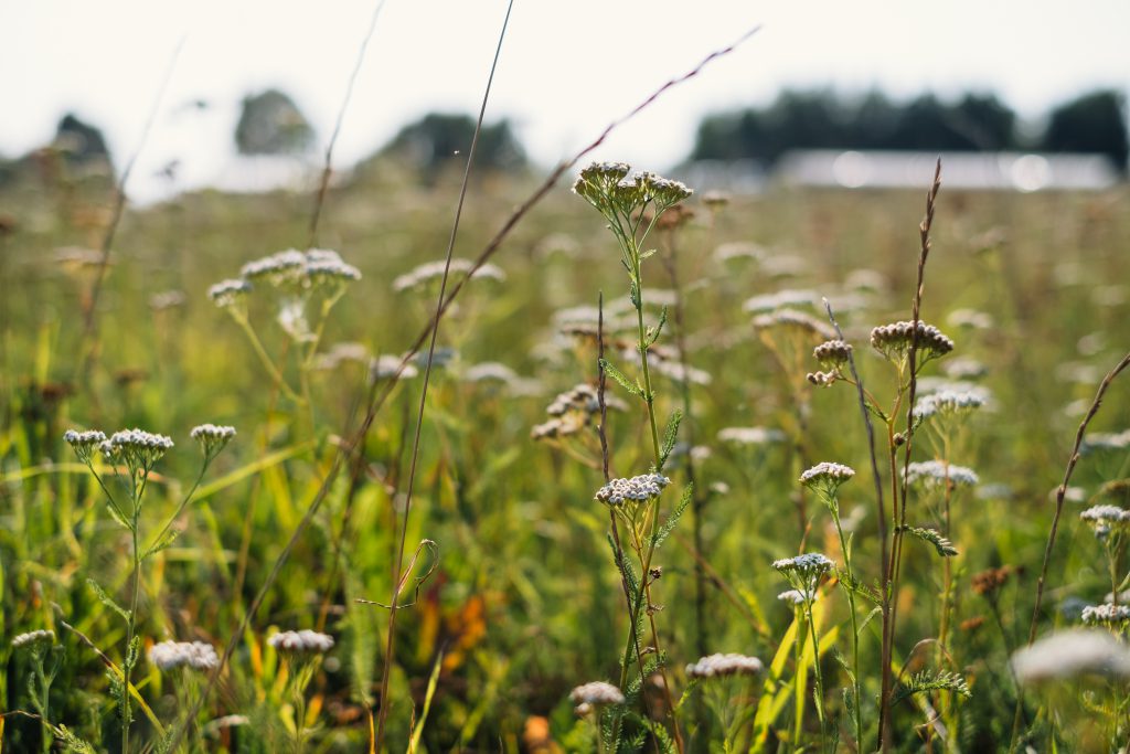 wild_flowers_meadow_2-1024x683.jpg