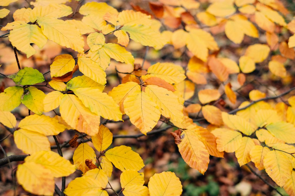 Autumn beech leaves - free stock photo