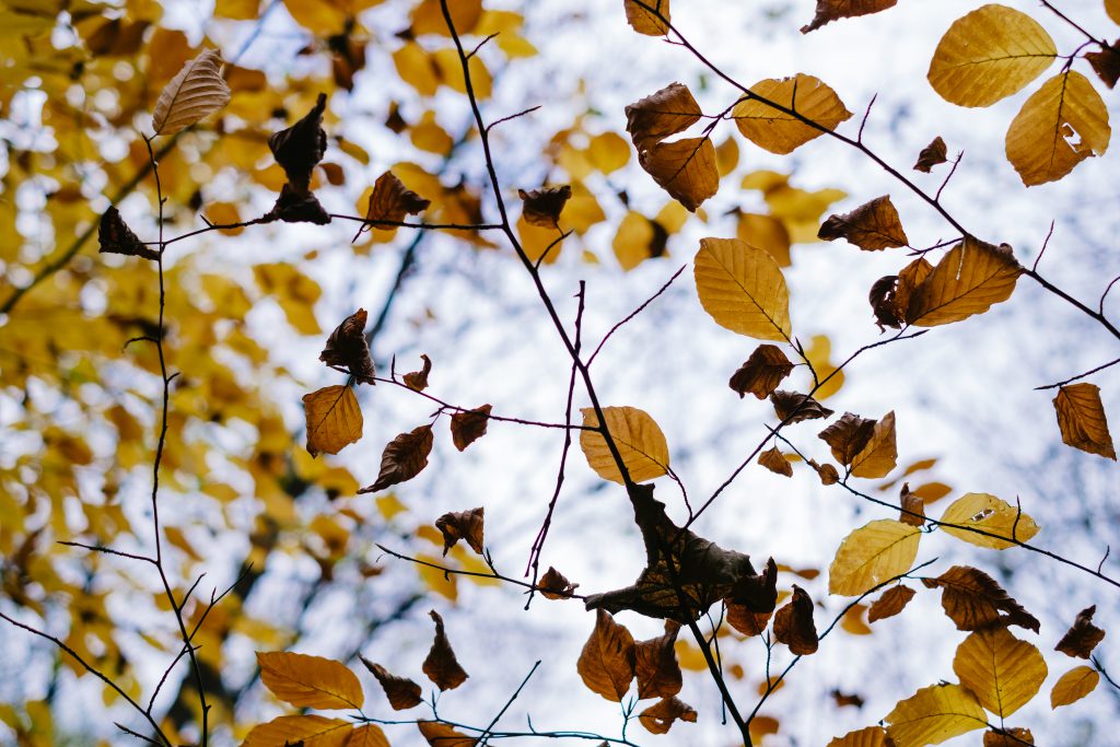 Autumn beech leaves 2 - free stock photo