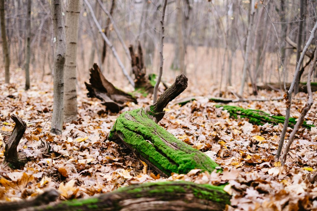 Fallen tree trunks covered in moss - free stock photo