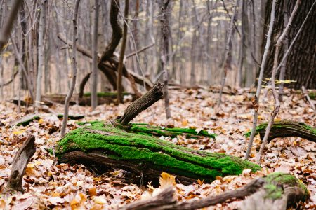 Fallen tree trunks covered in moss 2 - free stock photo