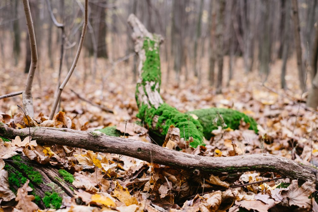 Fallen tree trunks covered in moss 3 - free stock photo