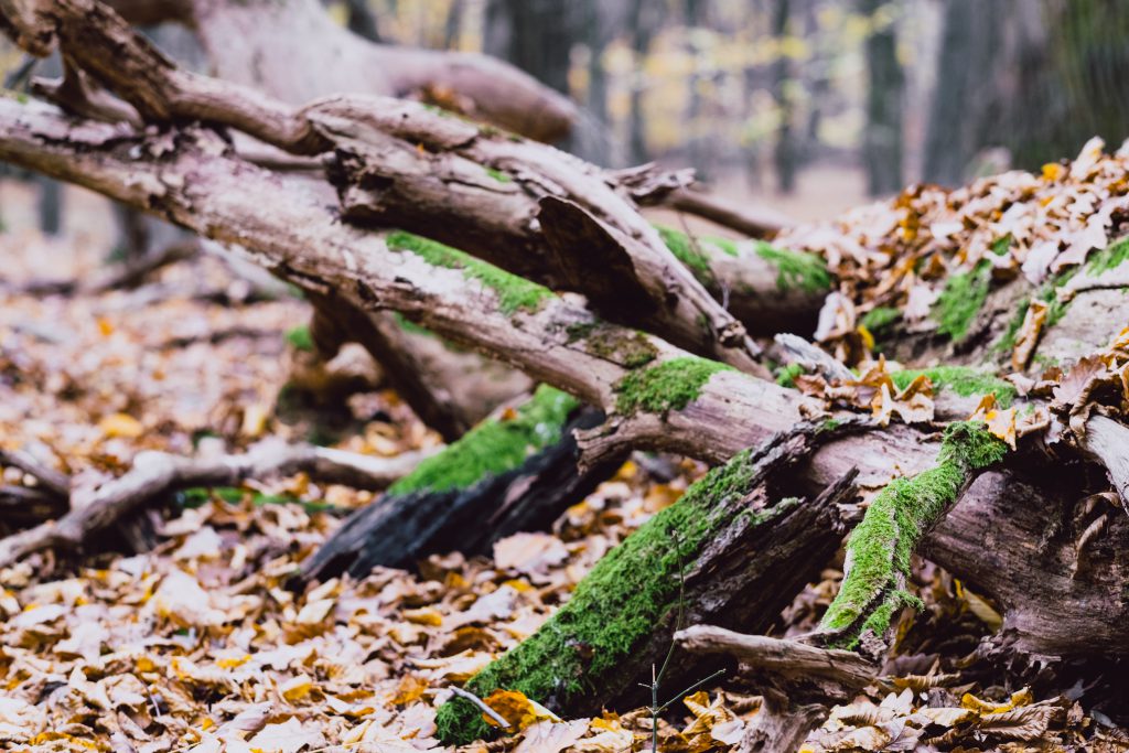 Fallen tree trunks covered in moss 4 - free stock photo