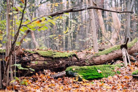 Fallen tree trunks covered in moss 5 - free stock photo