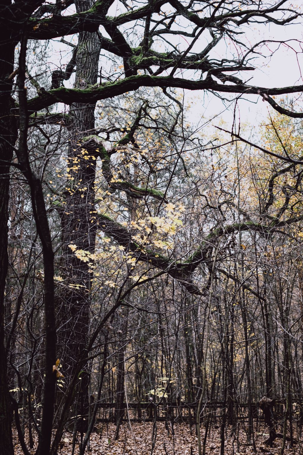 Late autumn forest 2 - free stock photo