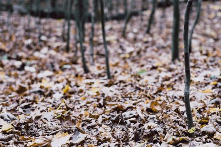 Late autumn forest 3 - free stock photo