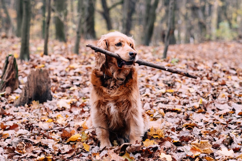 red_golden_retriever_in_the_forest-1024x