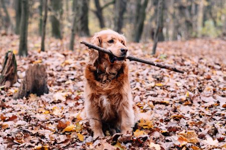 Red Golden Retriever in the forest - free stock photo