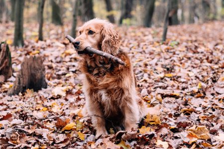 Red Golden Retriever in the forest 2 - free stock photo