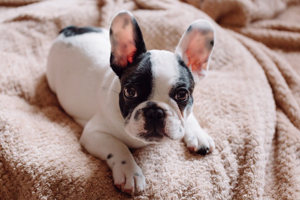 French Bulldog puppy 2 - free stock photo