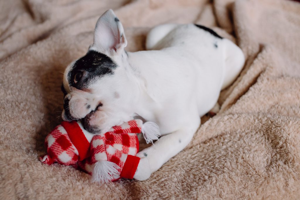 French Bulldog puppy chewing on a plush snowman - free stock photo