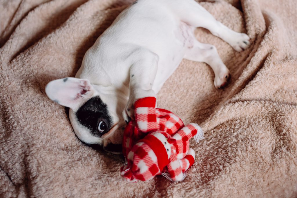 french_bulldog_puppy_chewing_on_a_plush_