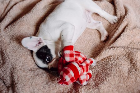 French Bulldog puppy chewing on a plush snowman 2 - free stock photo