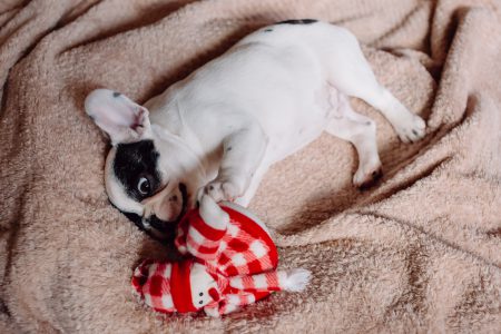 French Bulldog puppy chewing on a plush snowman 3 - free stock photo