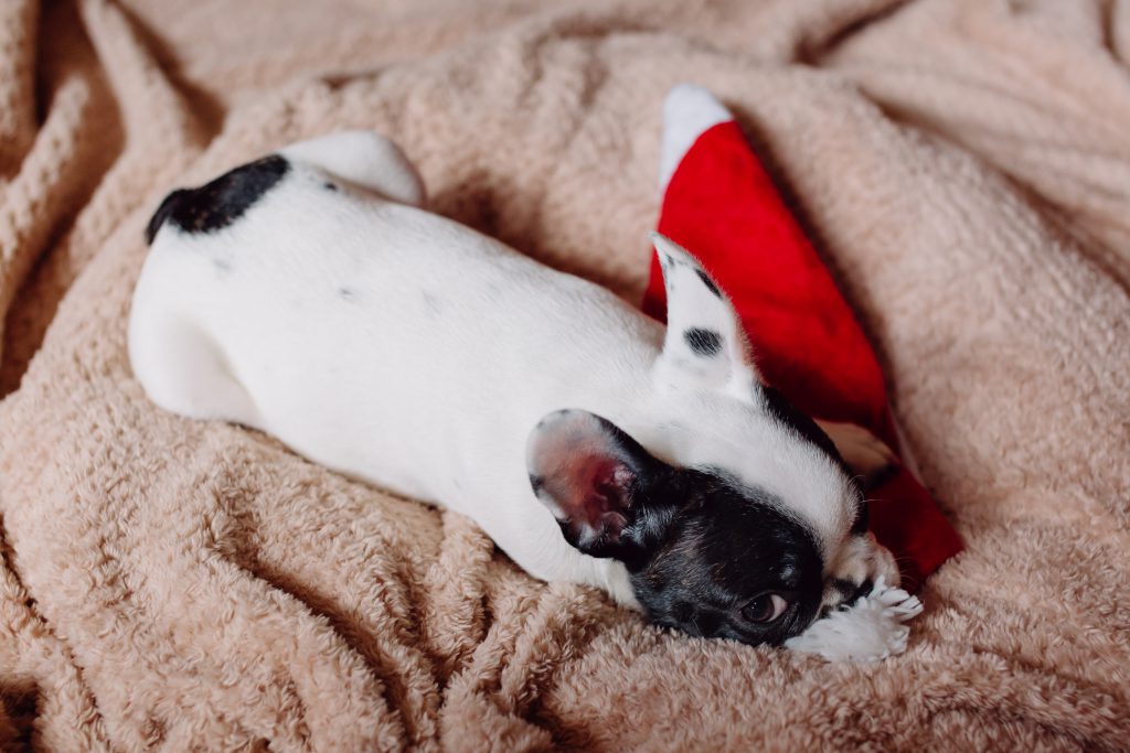 French Bulldog puppy chewing on a Santa hat - free stock photo