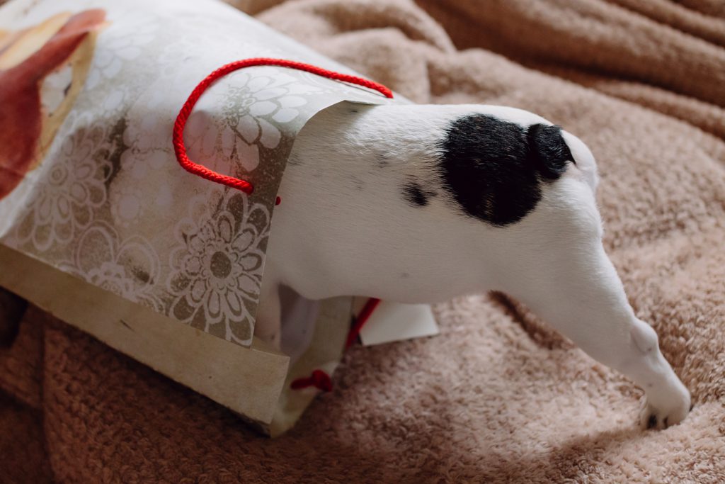 French Bulldog puppy hiding in a gift bag - free stock photo