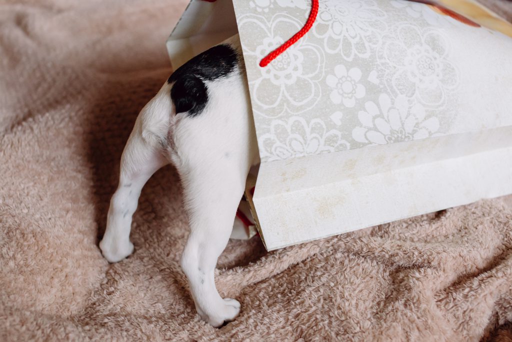 French Bulldog puppy hiding in a gift bag 2 - free stock photo