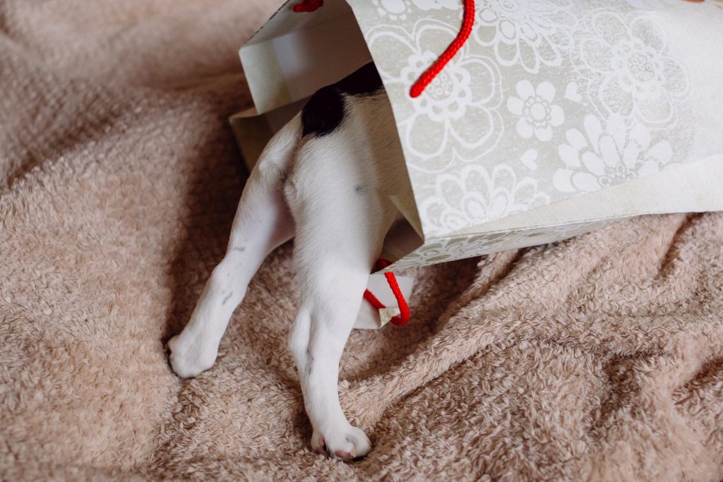 french_bulldog_puppy_hiding_in_a_gift_ba