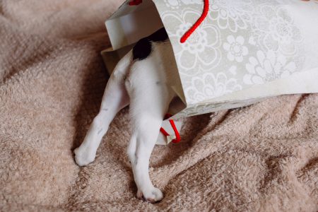 French Bulldog puppy hiding in a gift bag 3 - free stock photo