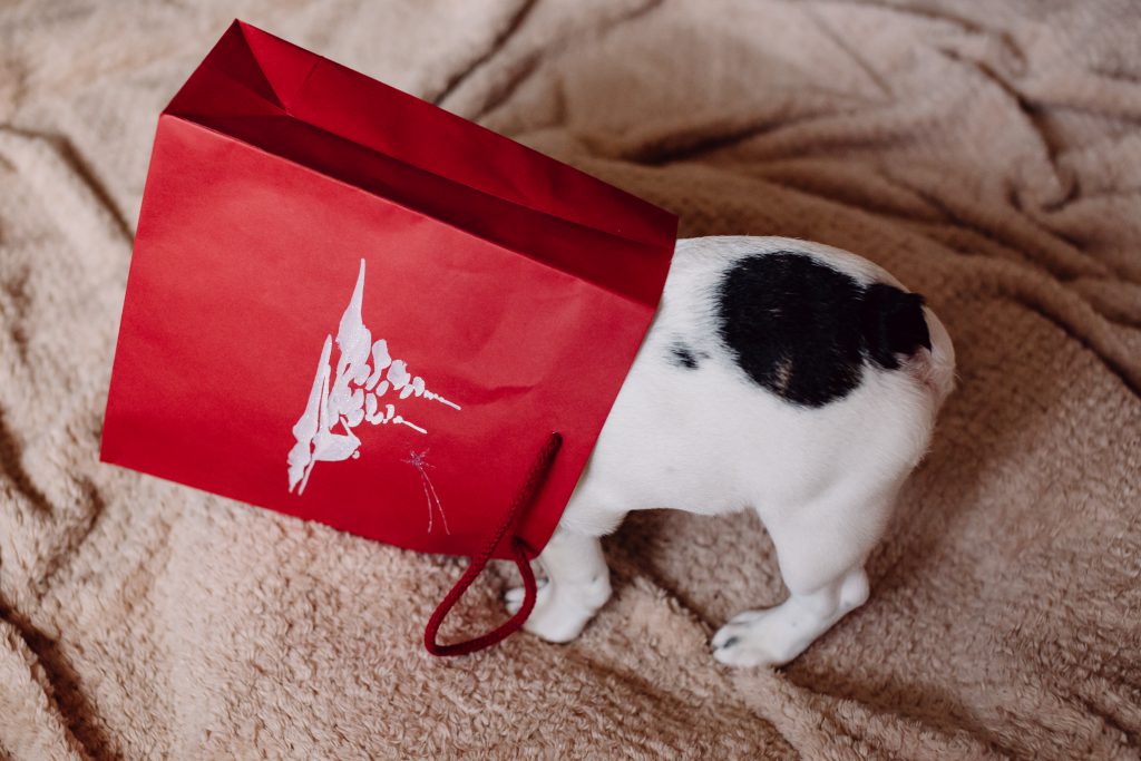 French Bulldog puppy hiding in a gift bag 4 - free stock photo