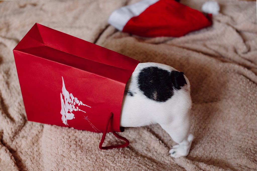 french_bulldog_puppy_hiding_in_a_gift_ba