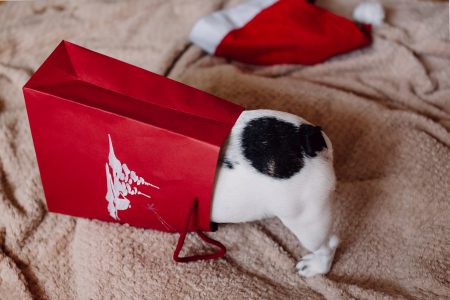French Bulldog puppy hiding in a gift bag 5 - free stock photo
