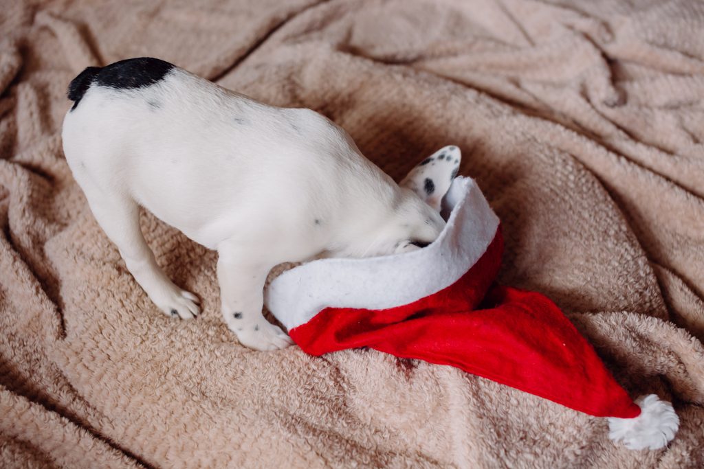 French Bulldog puppy hiding in a Santa hat - free stock photo