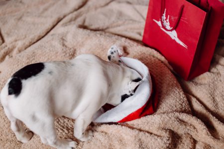 French Bulldog puppy hiding in a Santa hat 2 - free stock photo