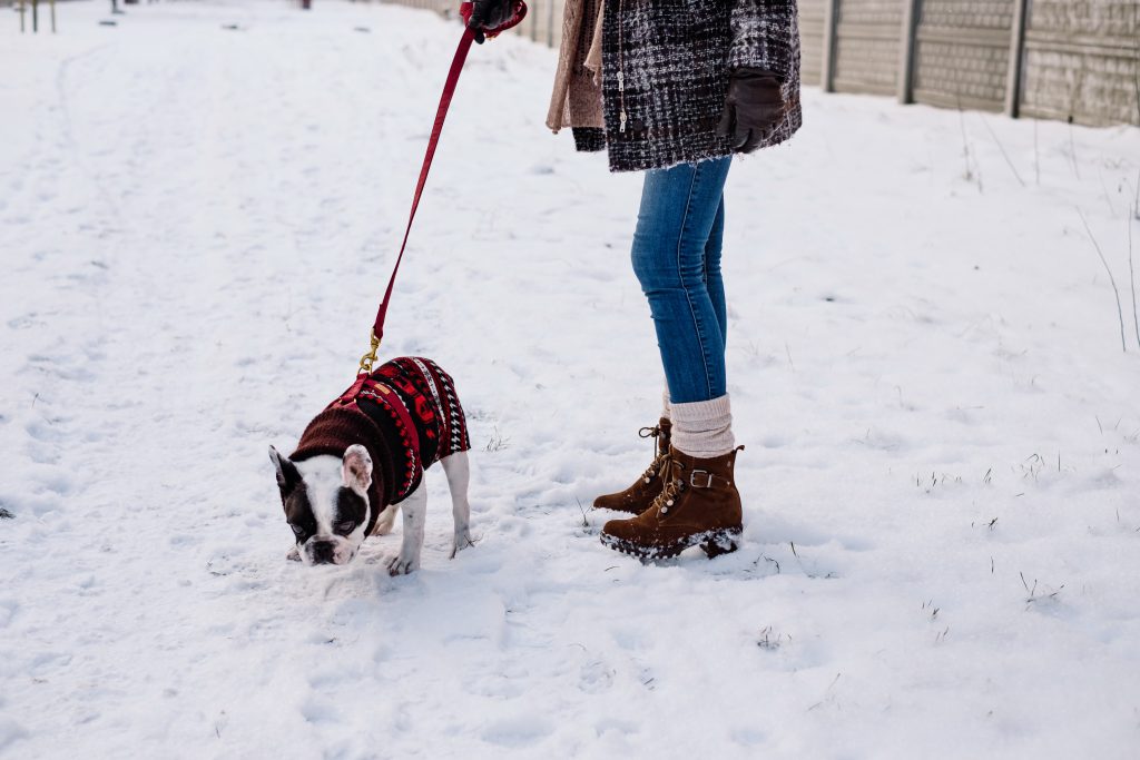 A female walking a french bulldog out in the snow - free stock photo