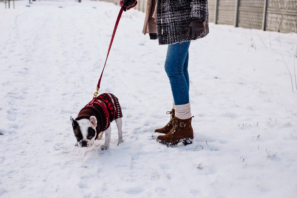 female_walking_a_french_bulldog_out_in_the_snow-1024x683.jpg