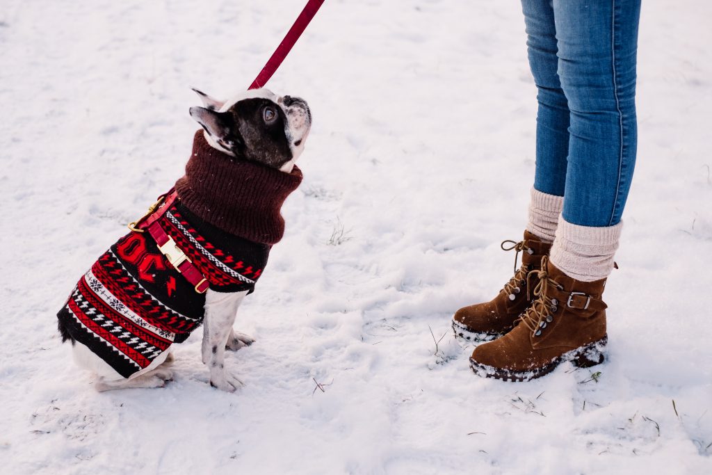A female with a french bulldog out in the snow - free stock photo