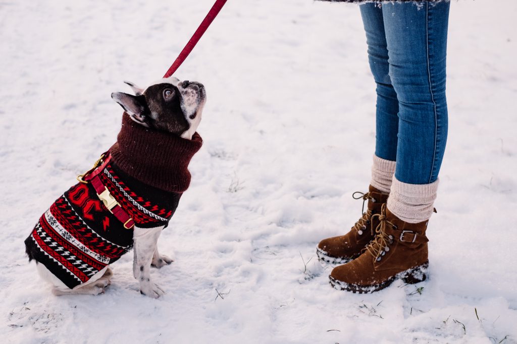 A female with a french bulldog out in the snow 2 - free stock photo