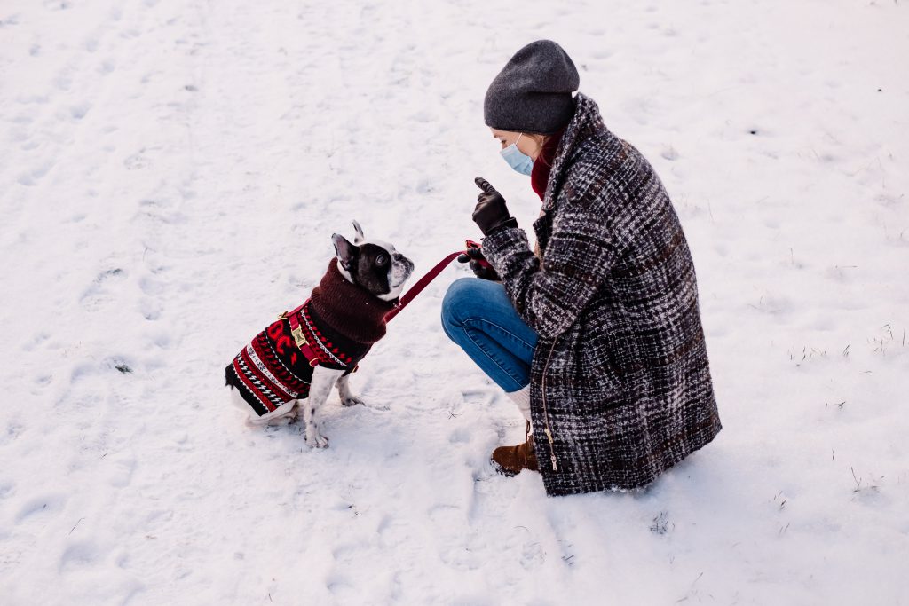 A female with a french bulldog out in the snow 4 - free stock photo
