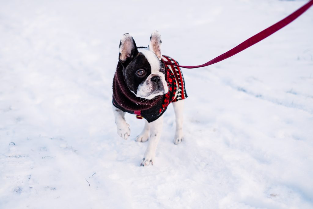 A French Bulldog wearing a sweater out in the snow - free stock photo
