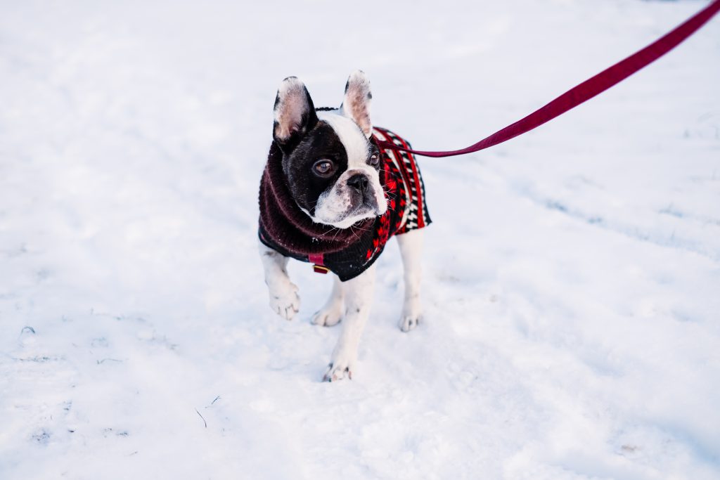 french_bulldog_wearing_a_sweater_out_in_