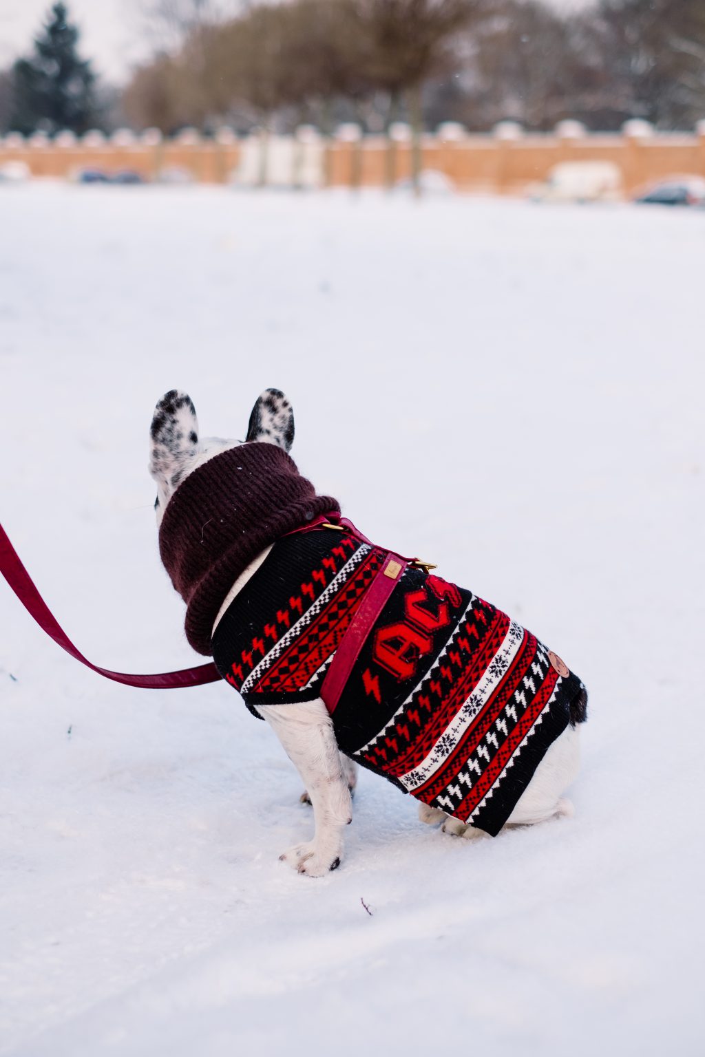 A french bulldog wearing a sweater out in the snow 2 - free stock photo