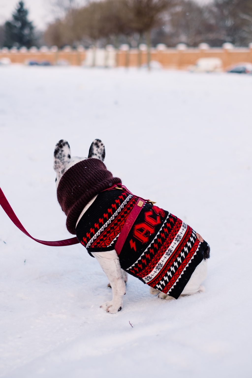 french_bulldog_wearing_a_sweater_out_in_the_snow_2-1024x1536.jpg