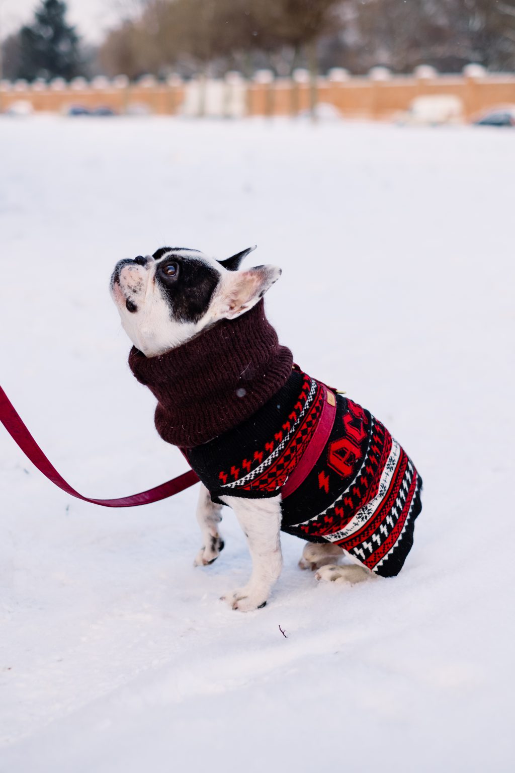 A french bulldog wearing a sweater out in the snow 3 - free stock photo