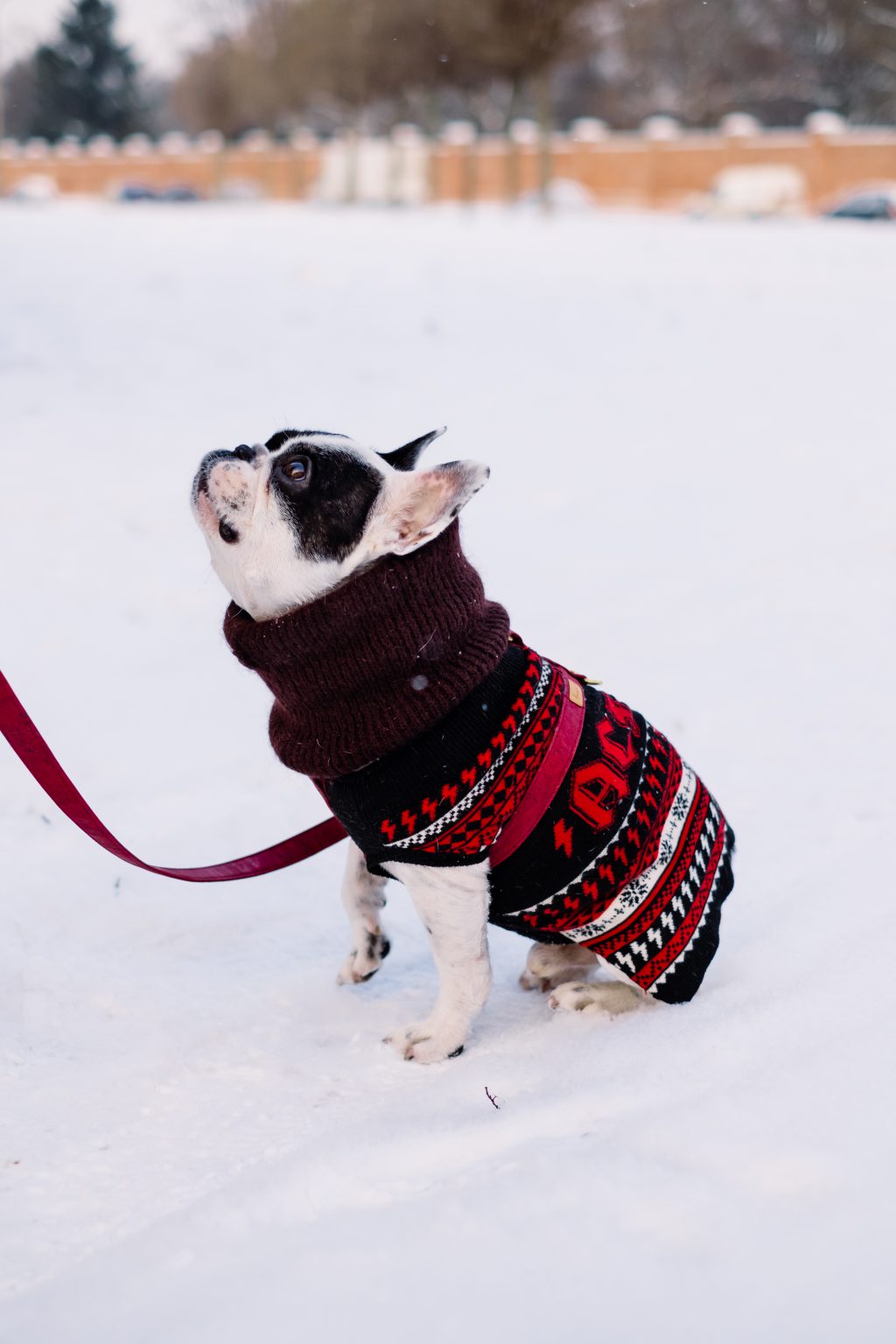 french_bulldog_wearing_a_sweater_out_in_