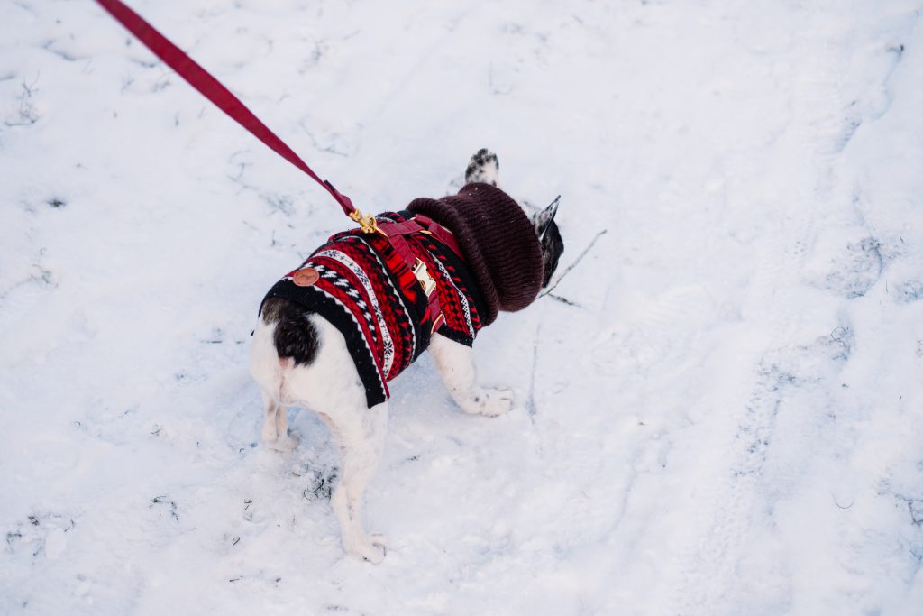 french_bulldog_wearing_a_sweater_out_in_the_snow_4-1024x683.jpg