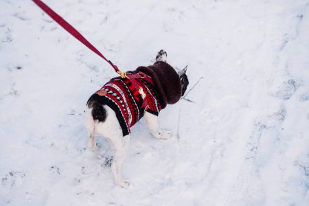 A french bulldog wearing a sweater out in the snow 4 - free stock photo