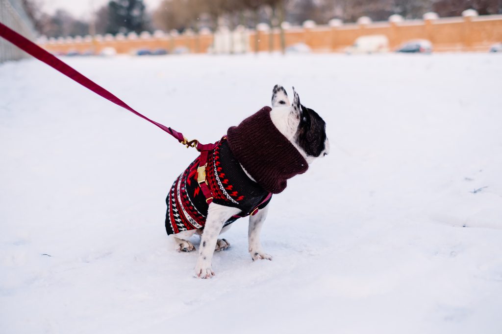 A french bulldog wearing a sweater out in the snow 5 - free stock photo