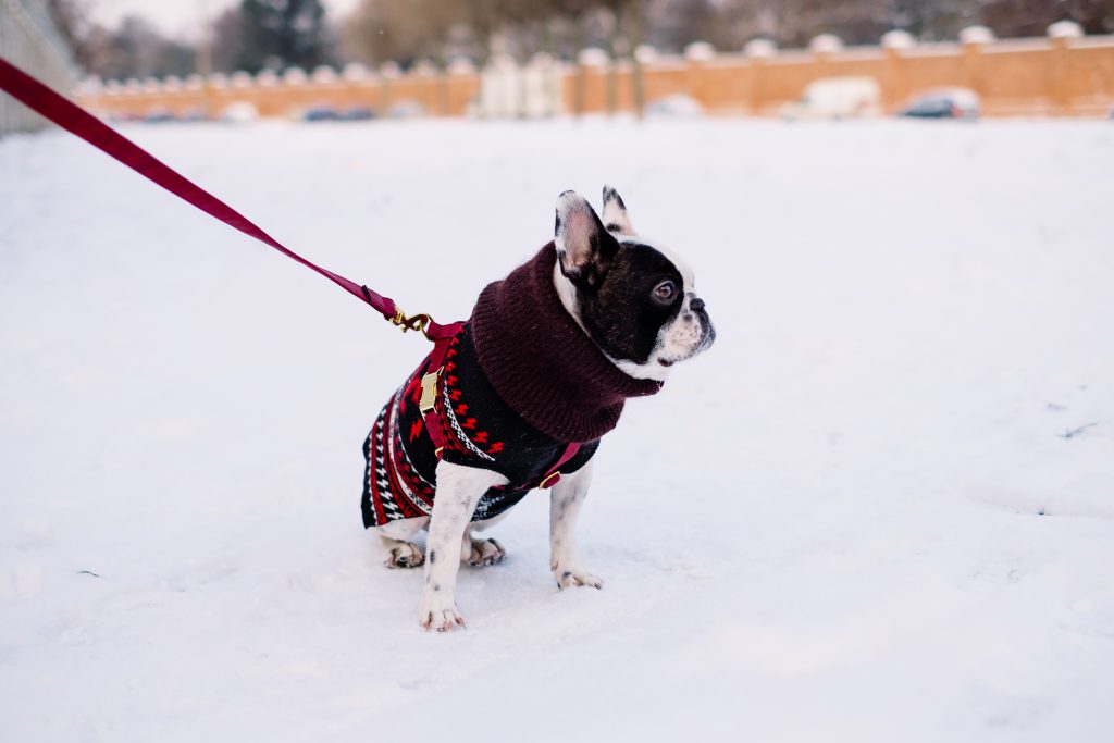 french_bulldog_wearing_a_sweater_out_in_